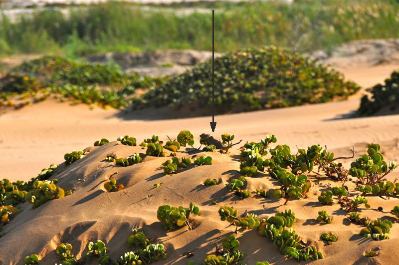 Namibia